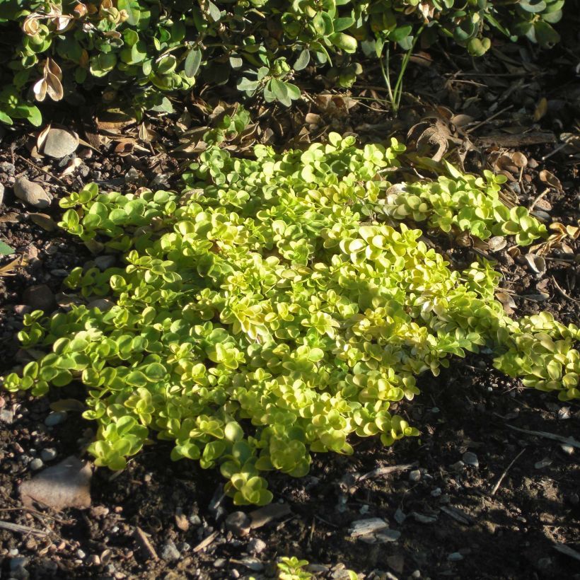 Kääpiötädyke Sunshine (Kasvutapa)