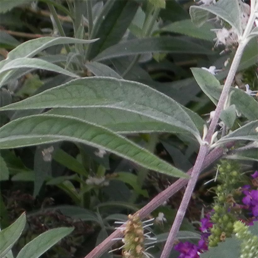 Tähkätädyke Alba (Lehvistö)