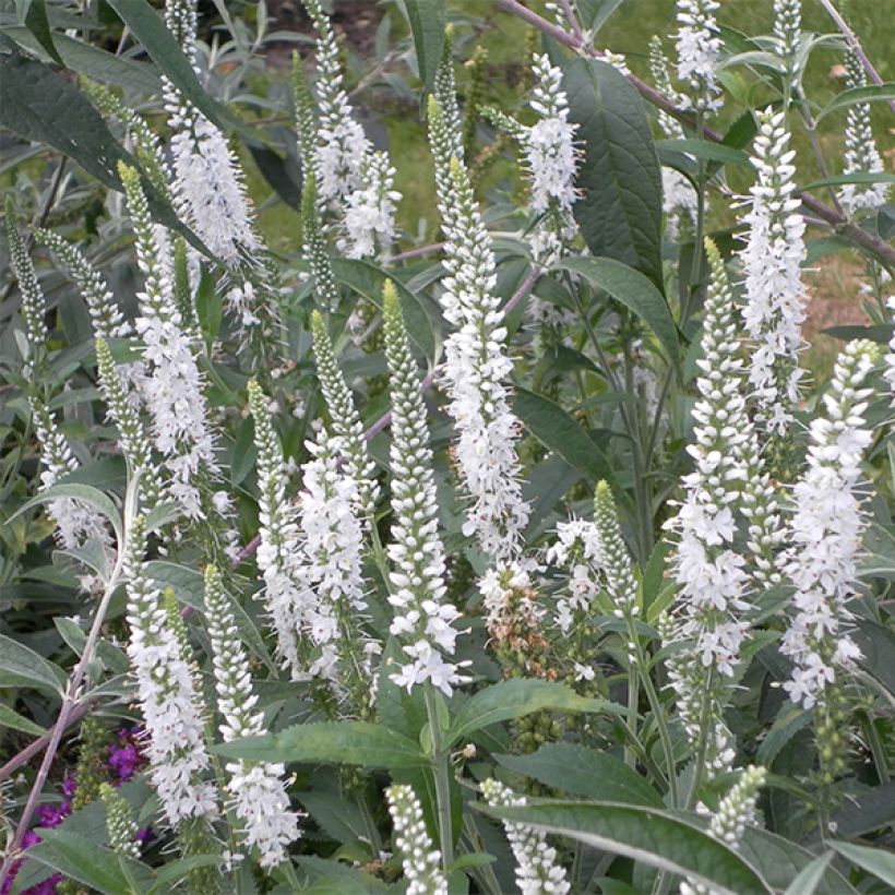 Tähkätädyke Alba (Kukinta)