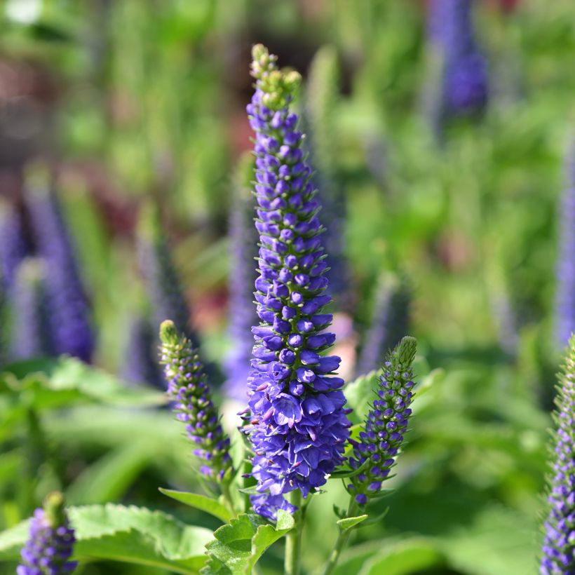 Tähkätädyke Baby Blue (Kukinta)