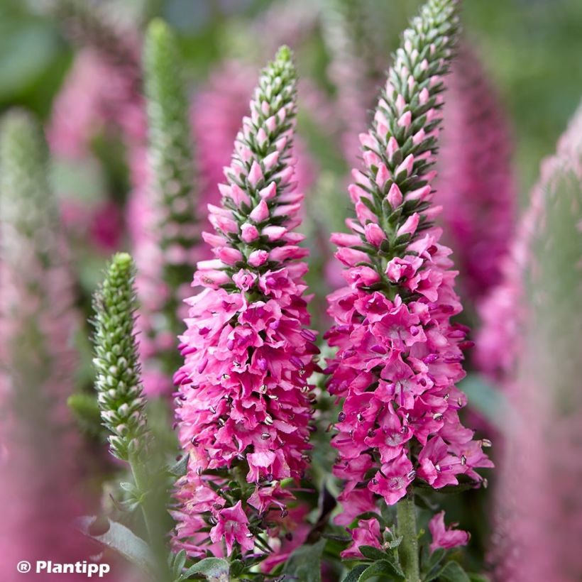 Tähkätädyke Bubblegum Candles (Kukinta)