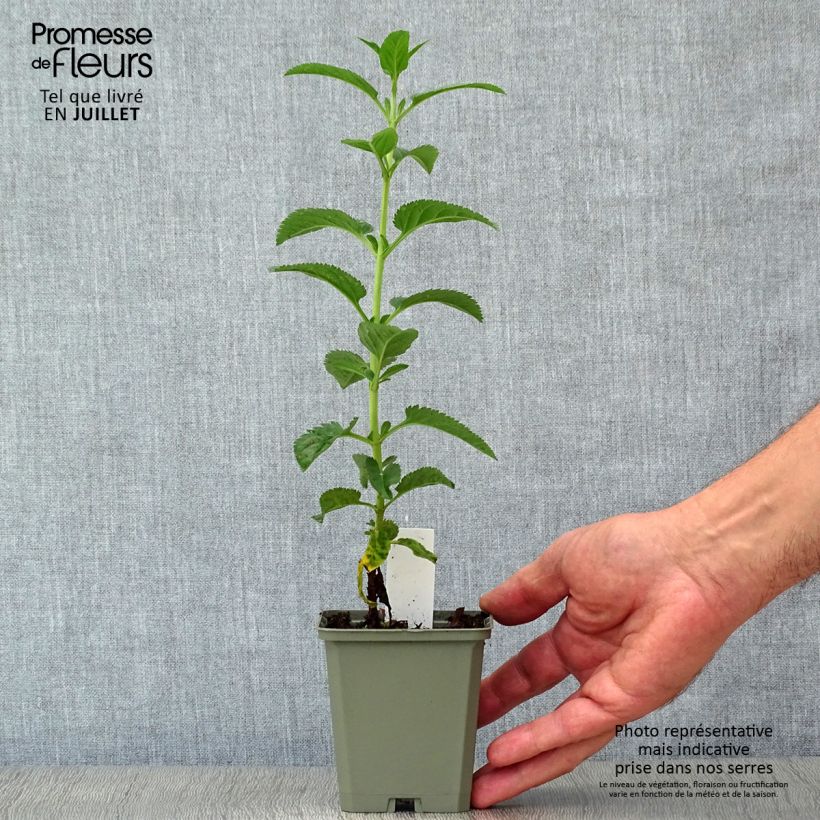 Esimerkki kesällä toimitetusta Tädyke First Love Godet de 8/9 cm-taimesta