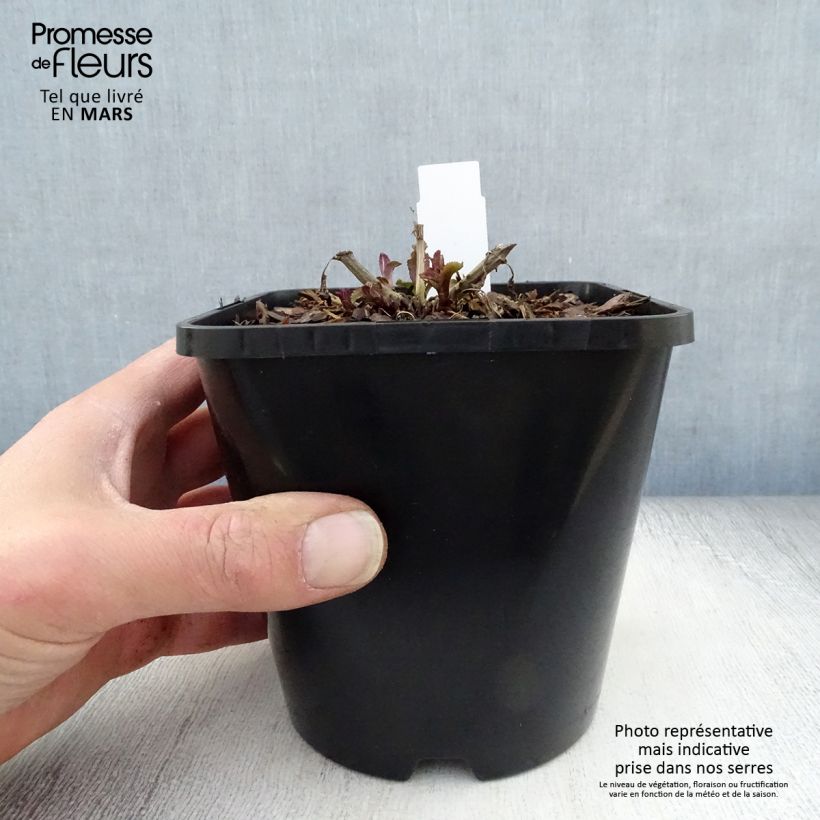 Esimerkki keväällä toimitetusta Tädyke First Love Pot de 1,5L/2L-taimesta