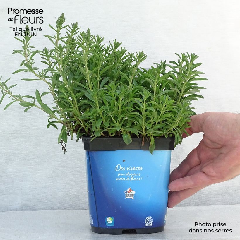 Esimerkki kesällä toimitetusta Tähkätädyke Nana Blue Pot de 2L/3L-taimesta