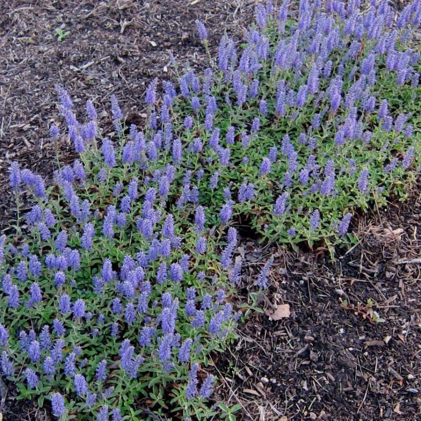 Tähkätädyke Nana Blue (Kasvutapa)