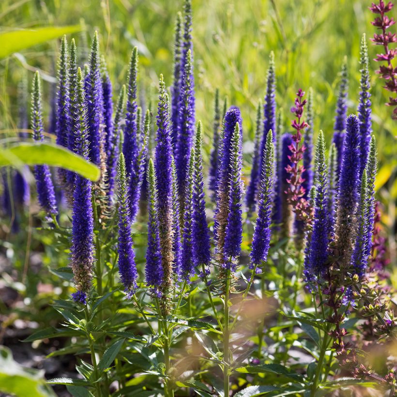 Tähkätädyke Ulster Blue Dwarf (Kasvutapa)