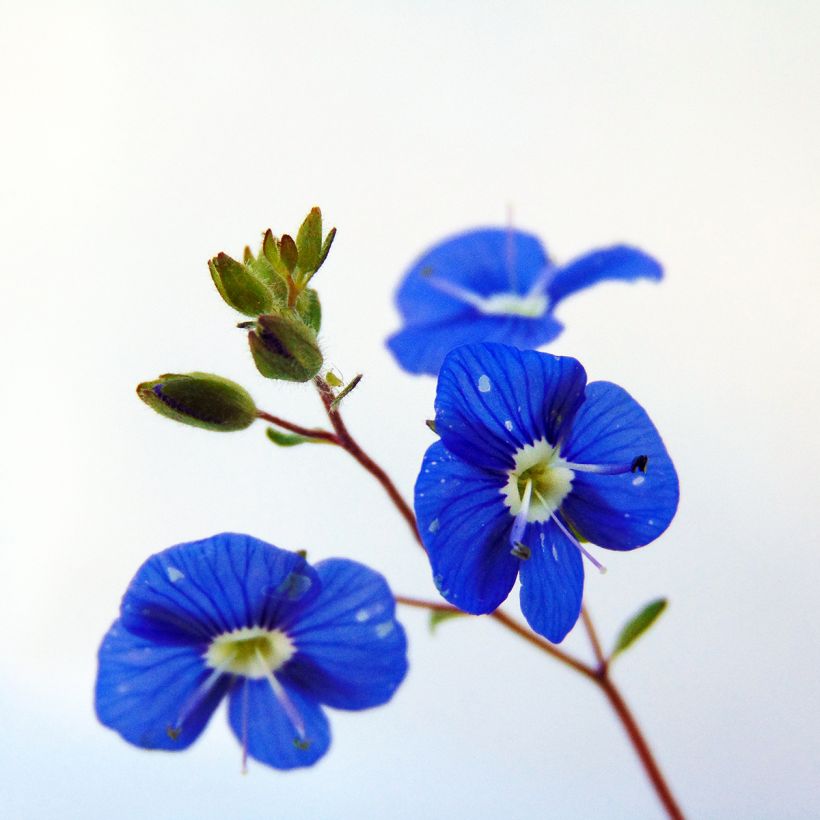 Tädykkee Georgia Blue (Kukinta)