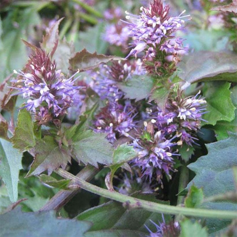 Veronicastrum latifolium (Kukinta)