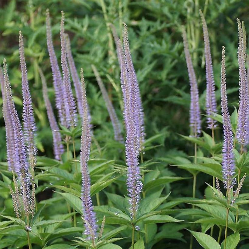Idäntädykkö - Veronicastrum sibiricum (Kukinta)