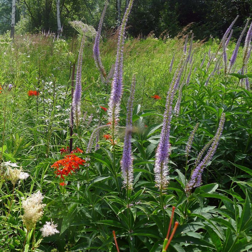 Idäntädykkö - Veronicastrum sibiricum (Kasvutapa)