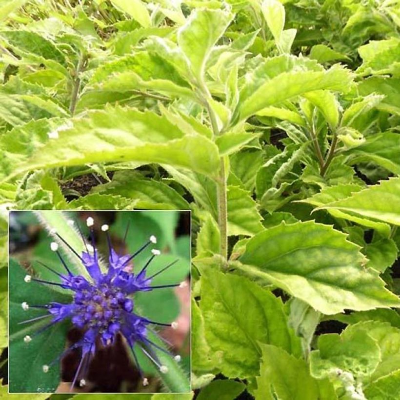 Veronicastrum villosulum (Lehvistö)