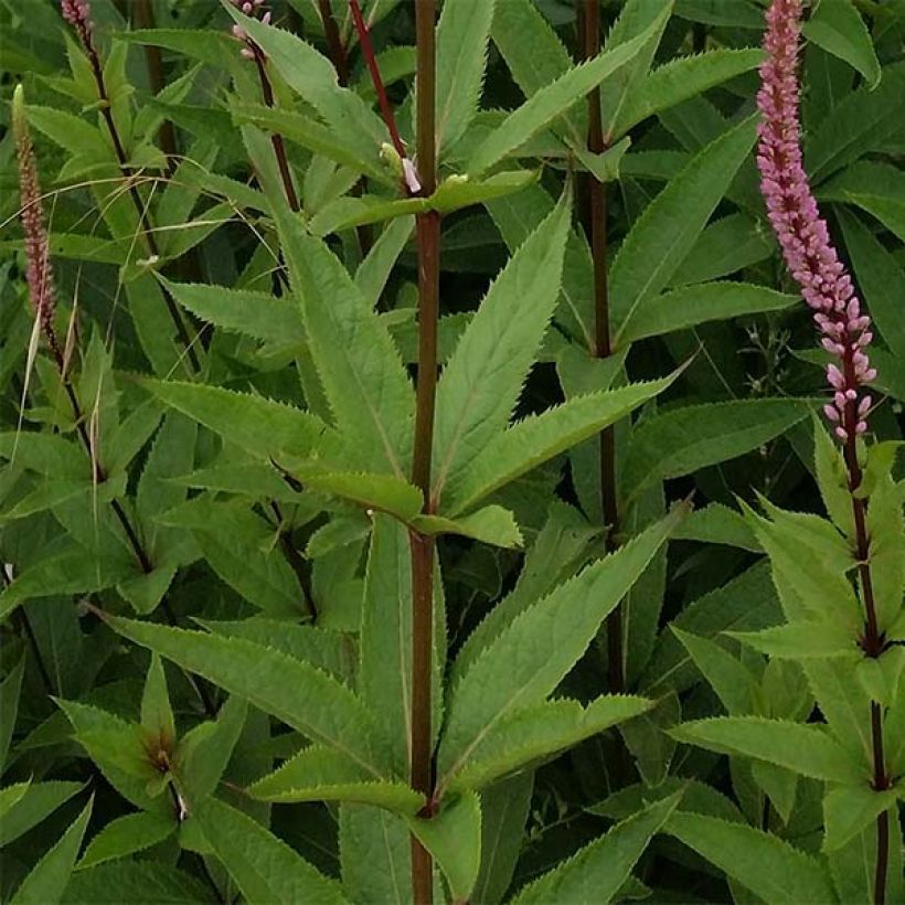 Virginiantädykkö Erica (Lehvistö)