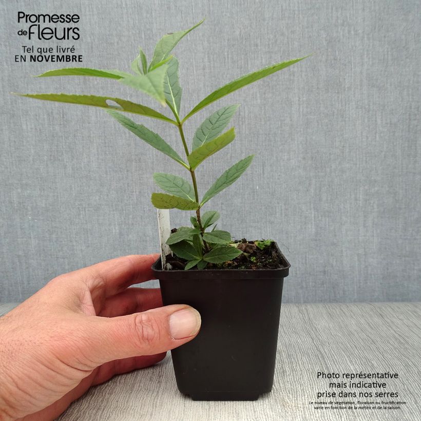 Esimerkki syksyllä toimitetusta Virginiantädykkö Fascination 8/9 cm taimiruukku-taimesta