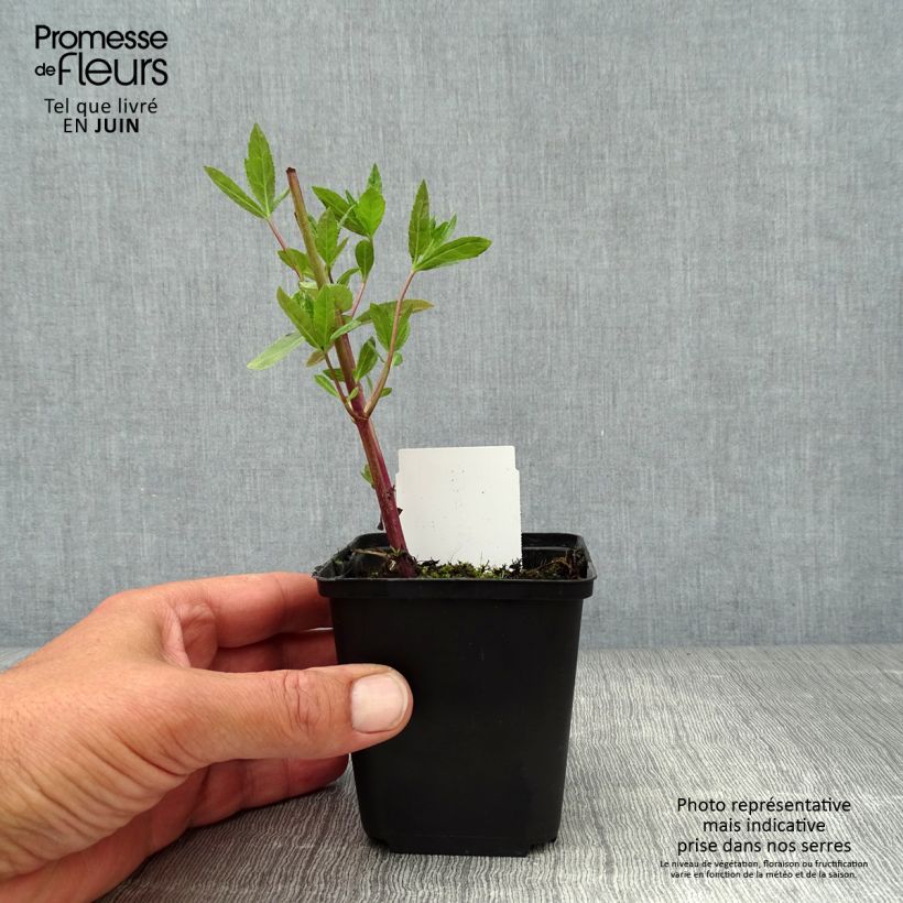 Esimerkki kesällä toimitetusta Virginiantädykkö Fascination Godet de 8/9 cm-taimesta