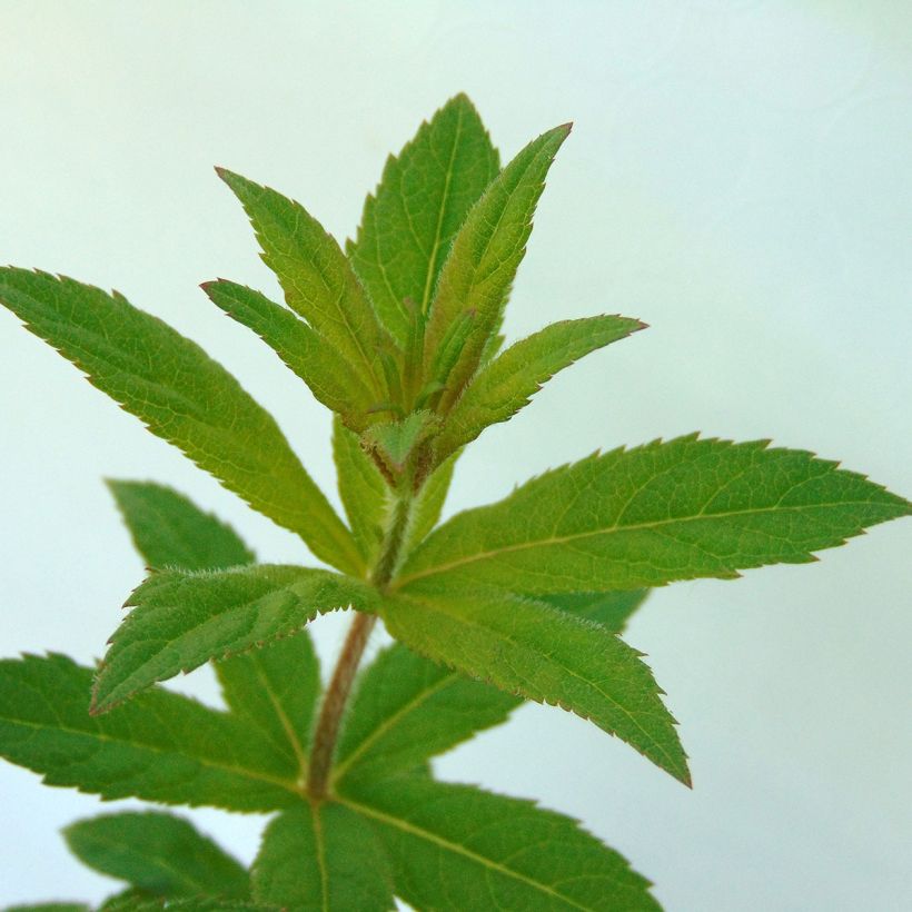 Virginiantädykkö Green Tip (Lehvistö)