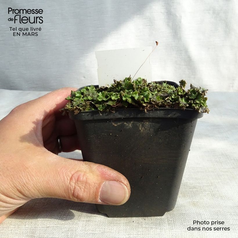 Esimerkki talvella toimitetusta Virginiantädykkö Green Tip 8/9 cm taimiruukku-taimesta