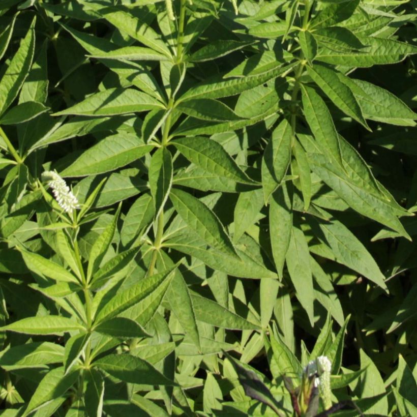 Virginiantädykkö Spring Dew (Lehvistö)