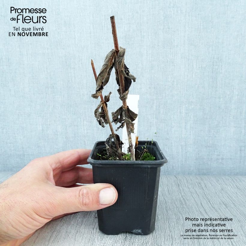 Esimerkki syksyllä toimitetusta Virginiantädykkö - Veronicastrum virginicum var. album 8/9 cm taimiruukku-taimesta