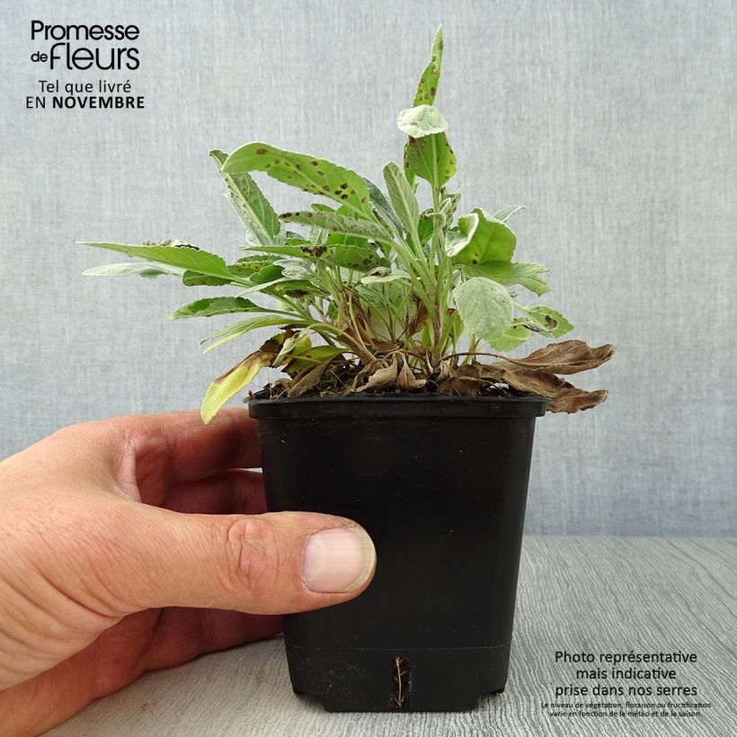 Esimerkki syksyllä toimitetusta Hopeatädyke Silbersee 8/9 cm taimiruukku-taimesta
