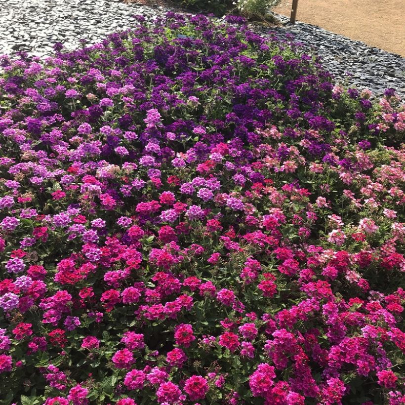 Tarhaverbena Endurascape Magenta (Kasvutapa)