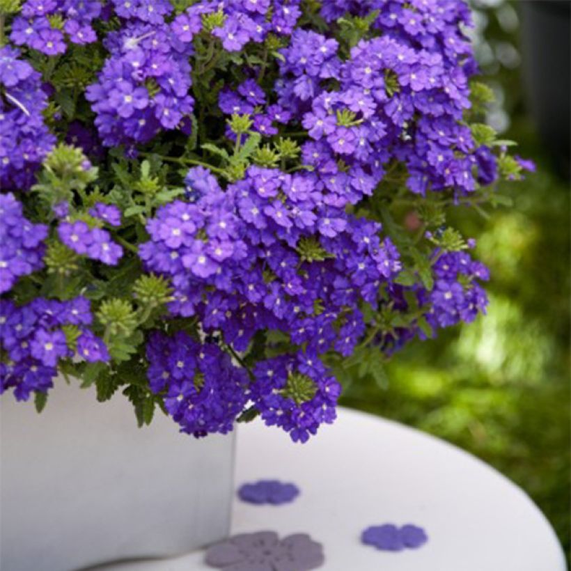 Tarhaverbena Vepita Pearl Blue (Kasvutapa)