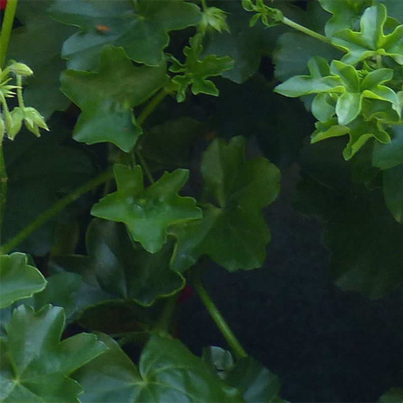Tarhaverbena Estrella Merlot Star. (Lehvistö)
