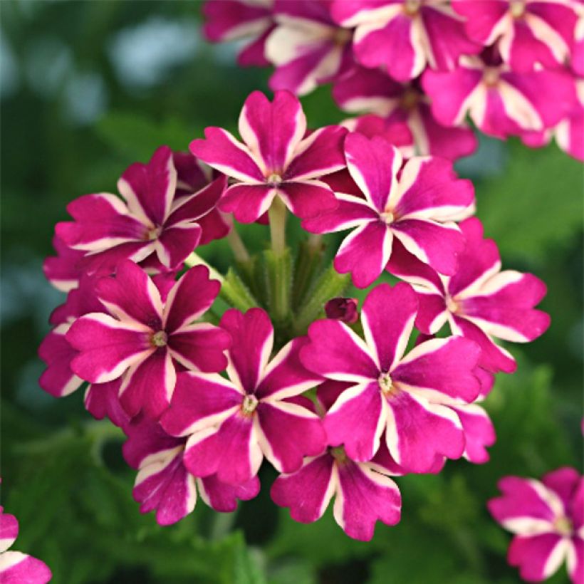 Tarhaverbena Estrella Merlot Star. (Kukinta)