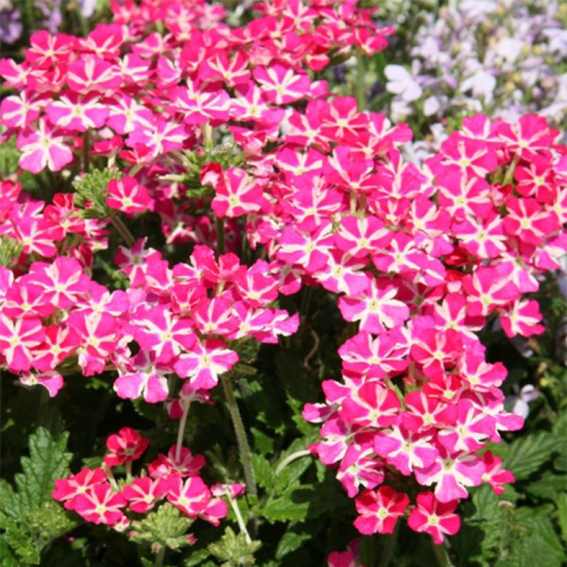 Tarhaverbena Superbena Coral Star (Kukinta)
