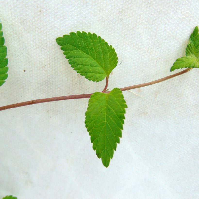 Mesinuppio luomu - Lippia dulcis (Lehvistö)