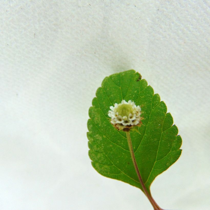Mesinuppio luomu - Lippia dulcis (Kukinta)