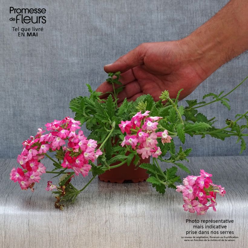 Esimerkki keväällä toimitetusta Tarhaverbena Superbena Royale Peachy Keen Godet de 8/9 cm-taimesta