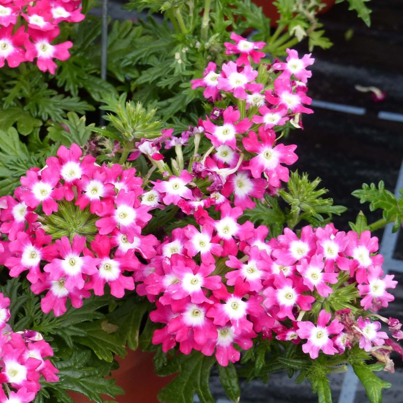 Tarhaverbena Virgo Candy Cane (Kukinta)