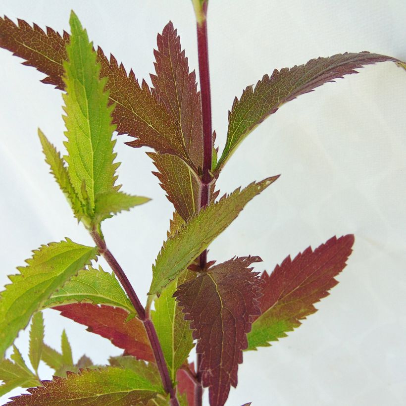 Tähkäverbena - Verbena hastata (Lehvistö)