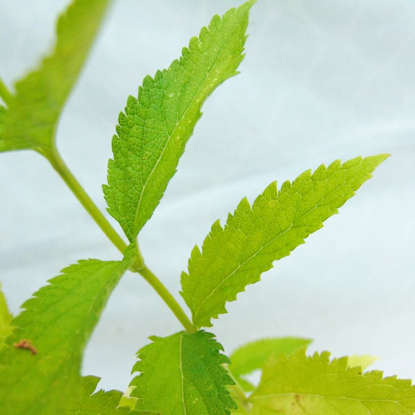 Tähkäverbena Alba (Lehvistö)