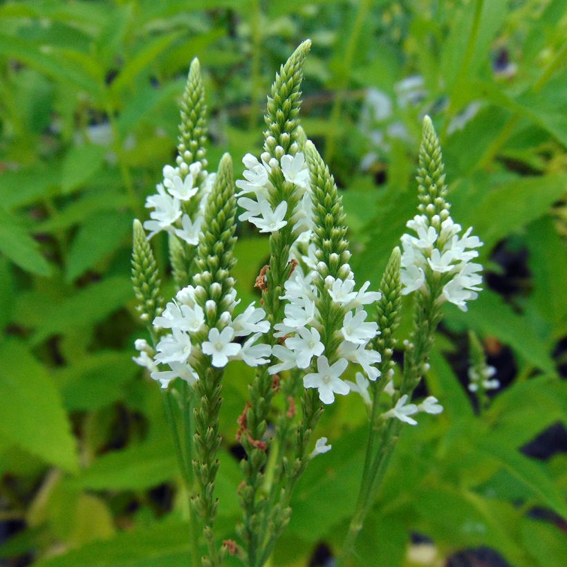 Tähkäverbena Alba (Kukinta)