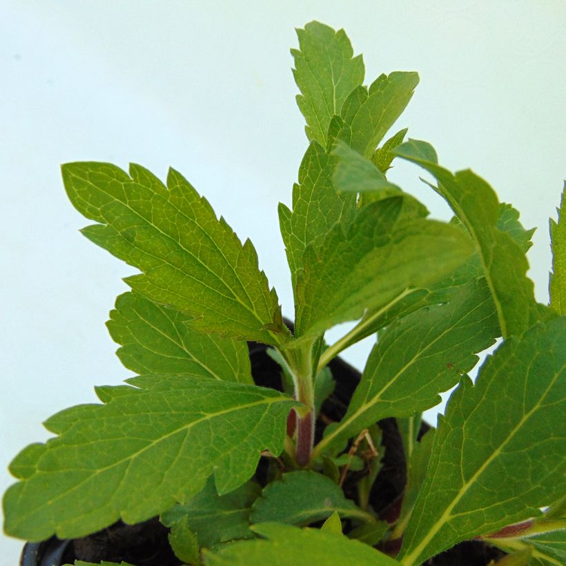 Tähkäverbena Rosea (Lehvistö)