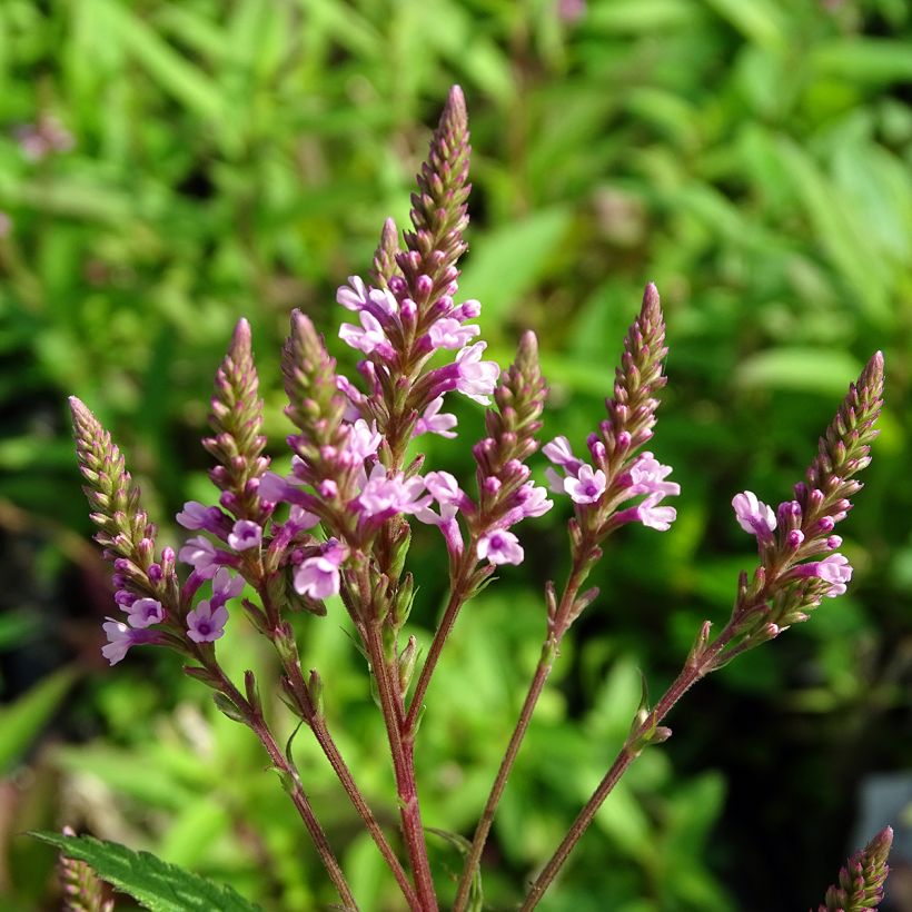 Tähkäverbena Rosea (Kukinta)