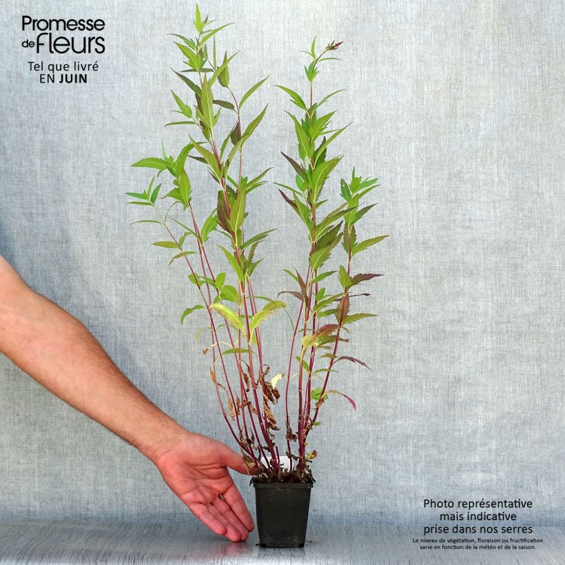Esimerkki kesällä toimitetusta Tähkäverbena Rosea Taimiruukku 8/9 cm-taimesta