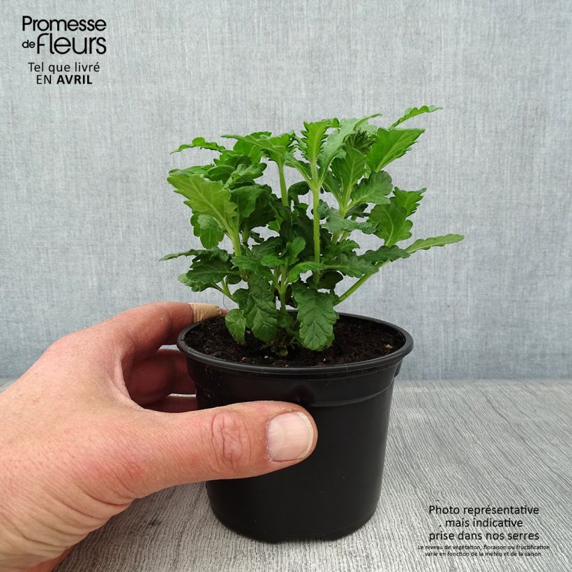 Esimerkki keväällä toimitetusta Tarhaverbena Virgo up Purple Godet de 8/9 cm-taimesta