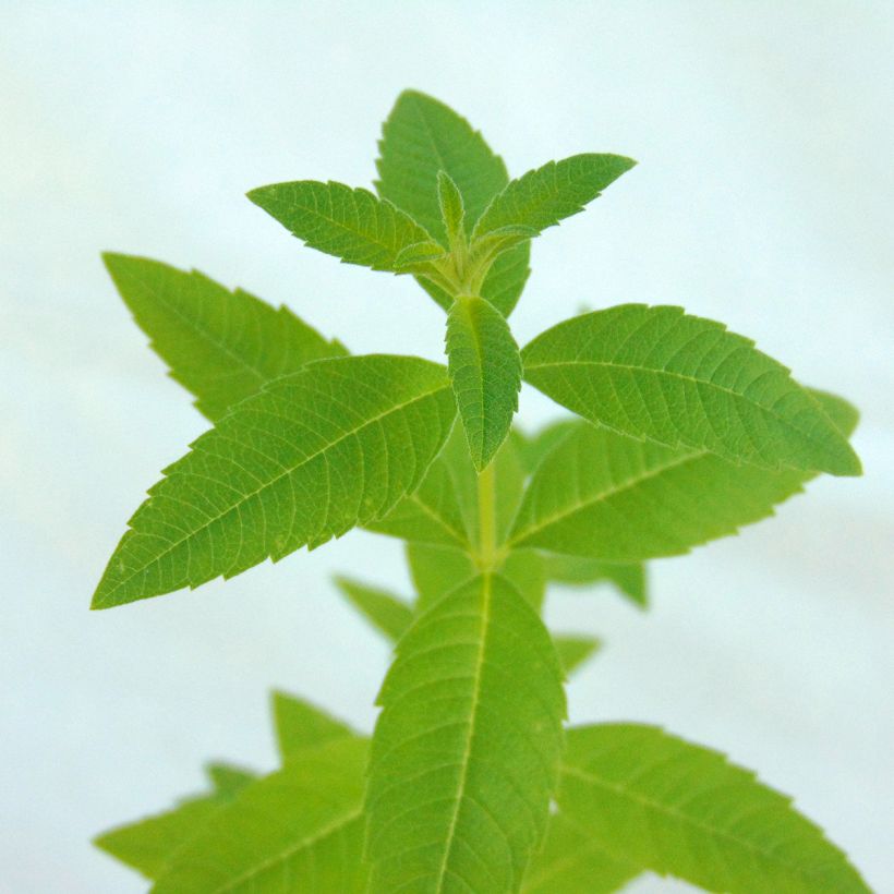 Sitruunaverbena taimena - Aloysia triphylla (Lehvistö)