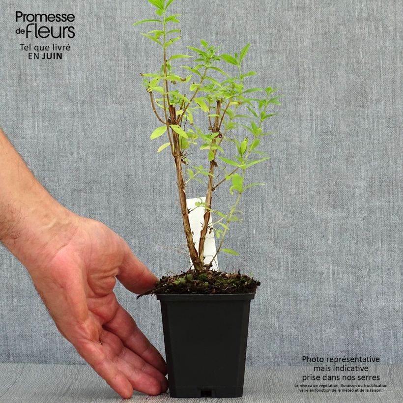 Esimerkki kesällä toimitetusta Sitruunaverbena taimena - Aloysia triphylla 7/8 cm taimiruukku-taimesta