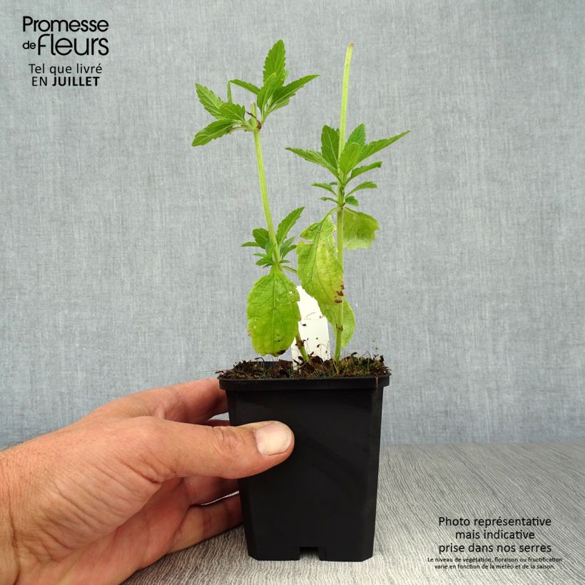 Esimerkki kesällä toimitetusta Tähkäverbena White Spires Godet de 8/9 cm-taimesta