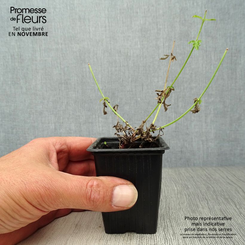 Esimerkki syksyllä toimitetusta Rohtoverbena luomu - Verbena officinalis 7/8 cm taimiruukku-taimesta
