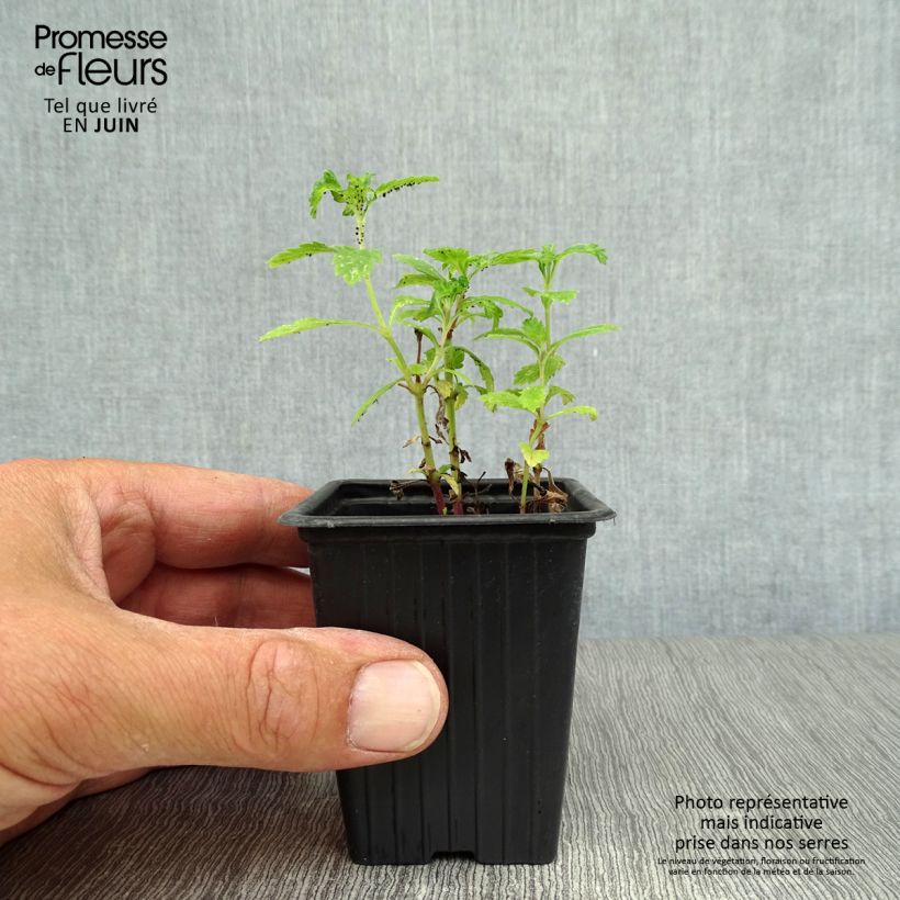 Esimerkki kesällä toimitetusta Rohtoverbena luomu - Verbena officinalis 7/8 cm taimiruukku-taimesta