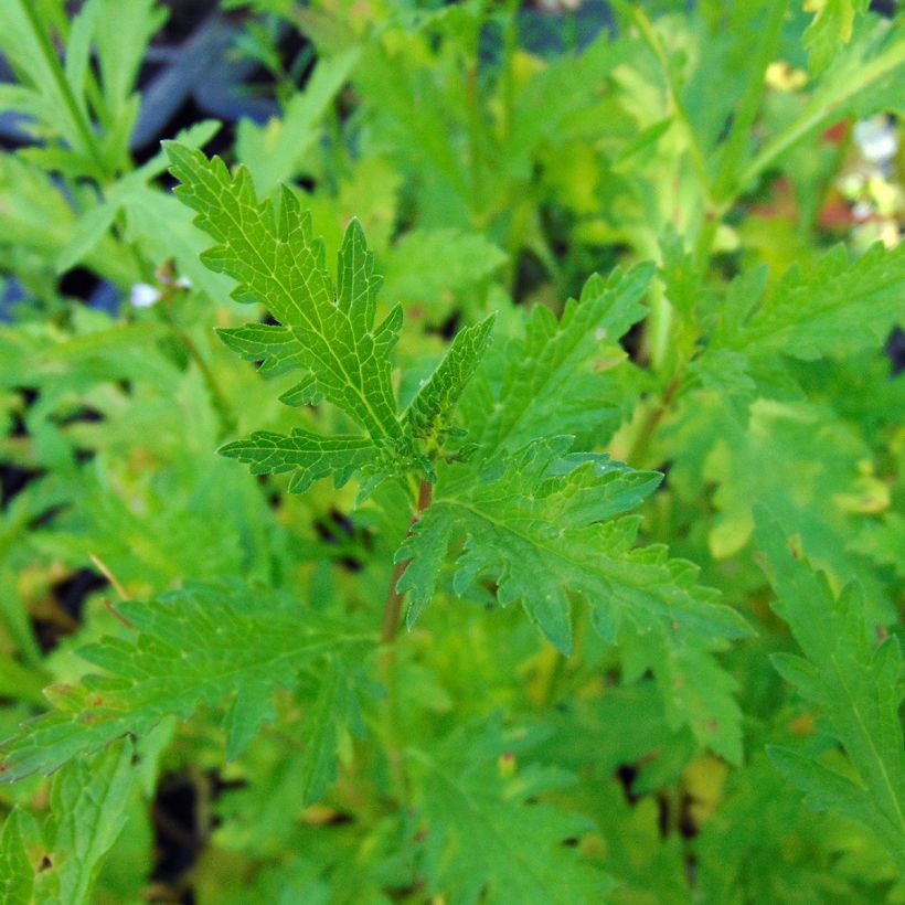 Rohtoverbena - Verbena officinalis (Foliage)