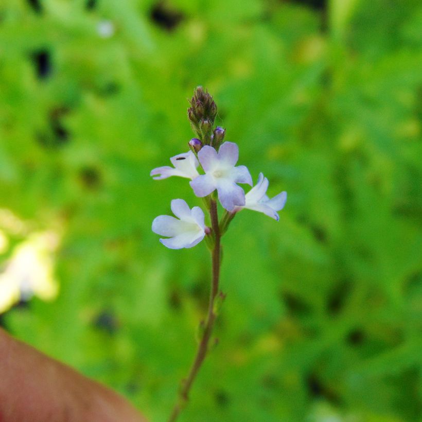Rohtoverbena - Verbena officinalis (Flowering)