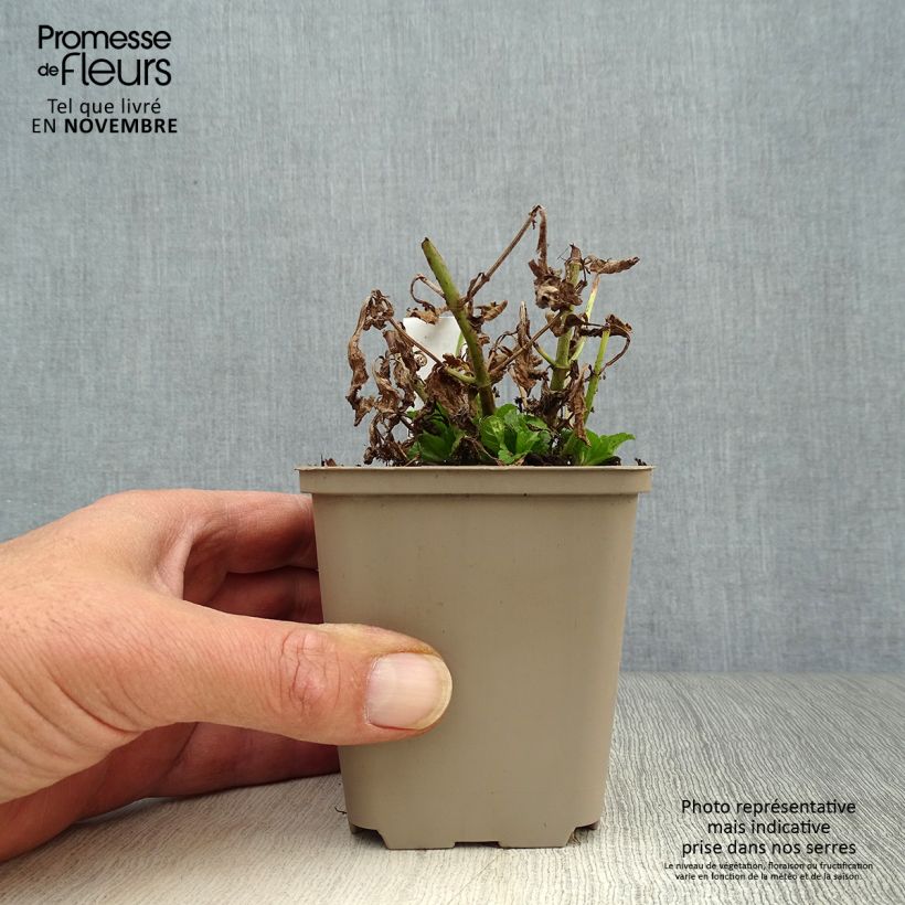Esimerkki syksyllä toimitetusta Rohtoverbena - Verbena officinalis 8/9 cm taimiruukku-taimesta