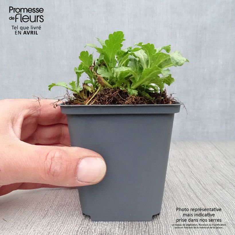 Example of Rohtoverbena - Verbena officinalis Godet de 8/9 cm as you get in printemps