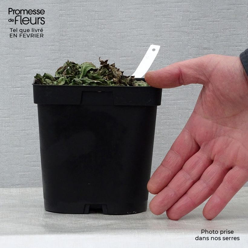 Esimerkki talvella toimitetusta Rohtoverbena - Verbena officinalis 2 litran/3 litran ruukku-taimesta