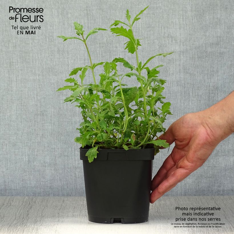 Example of Rohtoverbena - Verbena officinalis Pot de 2L/3L as you get in printemps